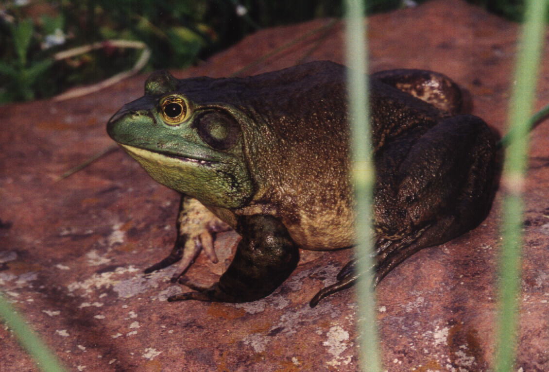 Croaky the bull frog.